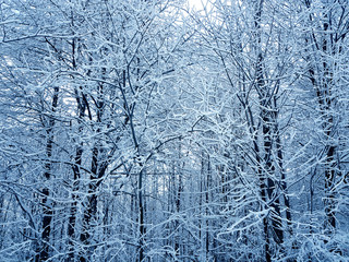 Winter background. Forest whole covered with snow