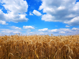 Fototapeta na wymiar Gold wheat field on blue sky background.