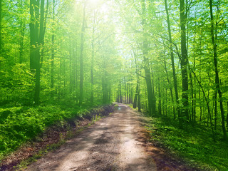 Obraz premium Path in forest. Rays of the sun