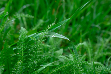 Raindrops on the green grass. Macro shooting of grass after rain. Spring young grass