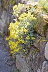 Felsen-Steinkraut