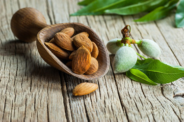 Almond nuts in wooden shovel on wooden table with green fresh raw almonds on almond tree branch