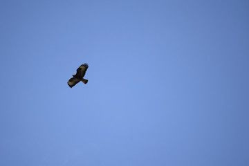Fliegender Rotmilan