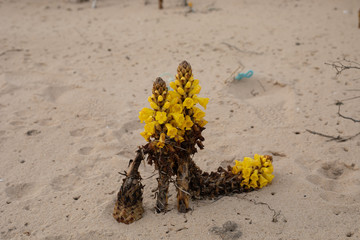Cistanche tubulosa