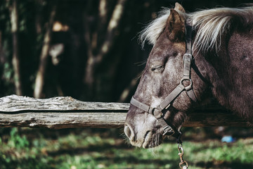 Portrait d'un cheval marron dans un centre équestre © PicsArt