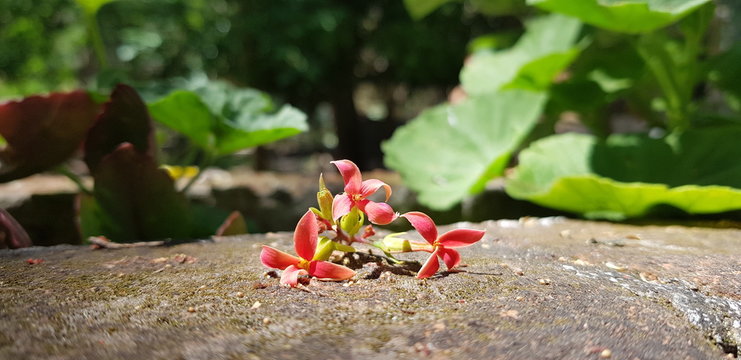 Flower