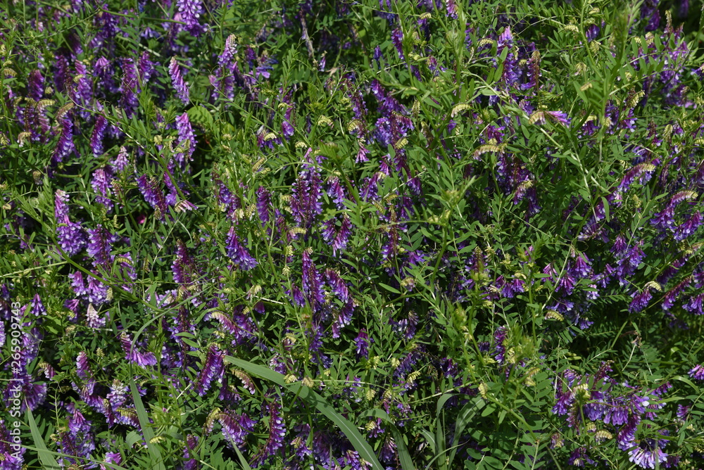 Sticker Vicia villosa blossoms