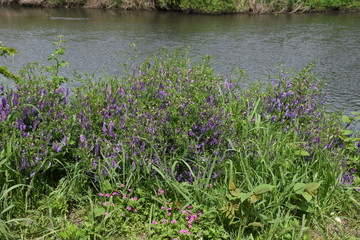 Fototapeta premium Vicia villosa blossoms