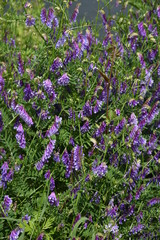 Naklejka premium Vicia villosa blossoms