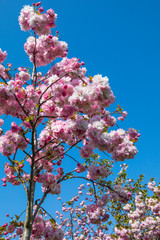 Cherry Blossom in Bloom