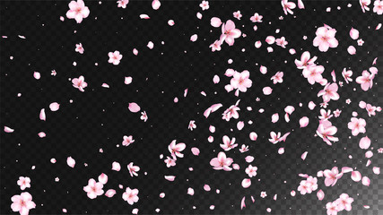 Nice Sakura Blossom Isolated Vector. Magic Flying 3d Petals Wedding Paper. Japanese Oriental Flowers Wallpaper. Valentine, Mother's Day Magic Nice Sakura Blossom Isolated on Black