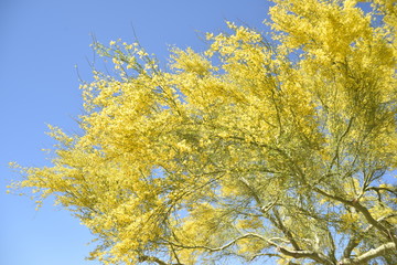 Arizona's beautiful palo verde tree in spring bloom