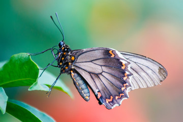 Borboleta preta fundo desfocado verde