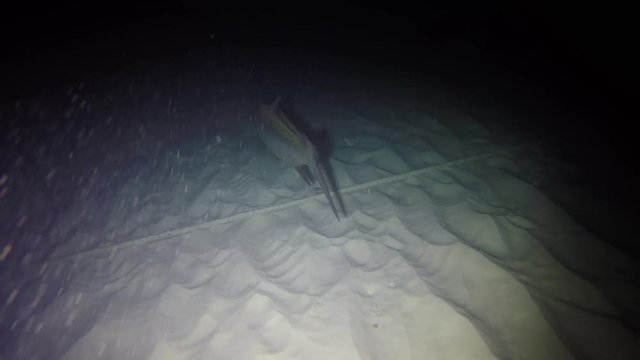 A large Tarpon (megalops atlanticus) swimming in the light circle during a nightdive at the reef of tropical Bonaire island in the caribbean