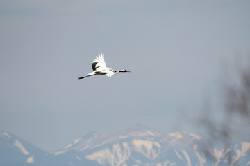 Red-crowned crane flying with background of Akan mountains