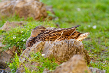 sleeping mallard