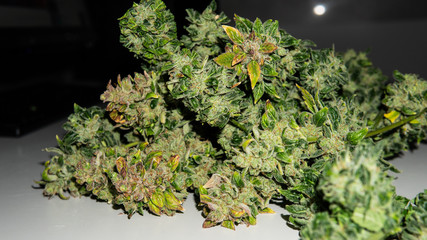 professional cannabis groving indoor. Growing new strains of marijuana in the greenhouse.