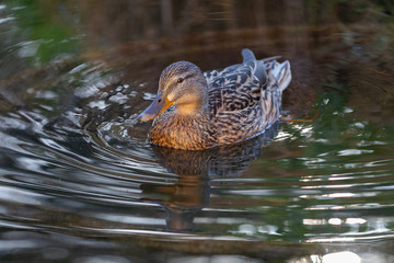 duck in the pond