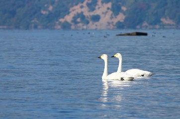 琵琶湖を泳ぐ二羽のコハクチョウです