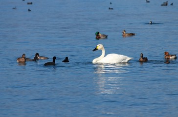 琵琶湖を泳ぐコハクチョウと水鳥たちです