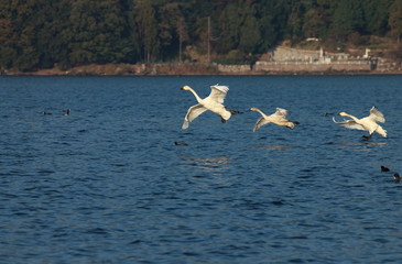 Fototapeta na wymiar 琵琶湖に飛来したコハクチョウたちです