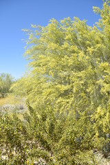 Fototapeta premium Arizona's beautiful palo verde tree in spring bloom