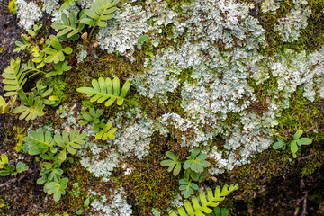 Close up of woodland fern, lichen and green moss textured background ~NATURE'S TEXTURES~