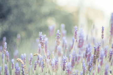 Lavender bushes closeup on sunset. Sunset gleam over purple flowers of lavender. 
