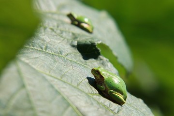 蓮の葉の上のアマガエル