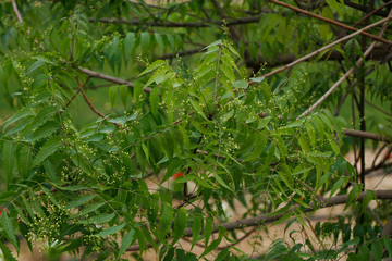 Azadirachta indica, commonly known as neem, nimtree or Indian lilac