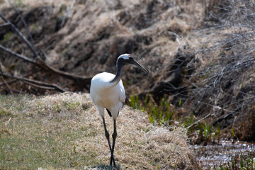 Red-crowned crane feeding in the stream, spring, Hokkaido, Japan