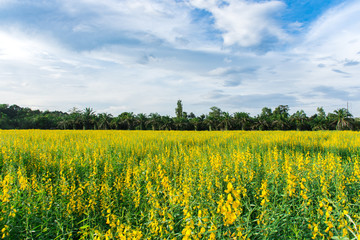 yellow Sun hemp field