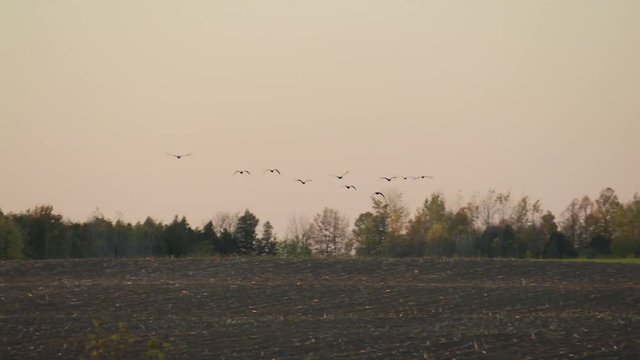 Flock of bustard in a field that has just been grown