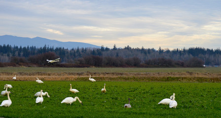 Fototapeta na wymiar White Geese Grazing in a field While one Flies Over, Skagit Valley, Washington