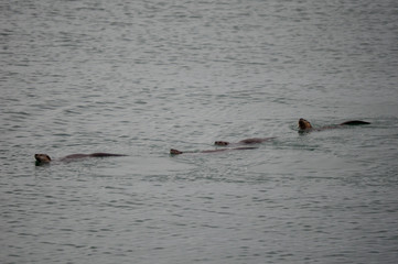 Fototapeta premium Four River Otters Swimming in a Row, Bowman Bay, Deception Pass State Park, Washington