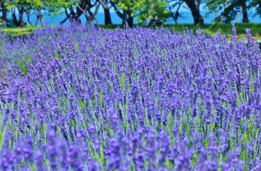 ラベンダーの群生です