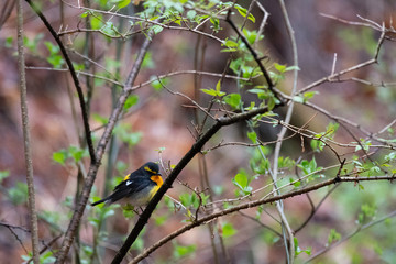 Narcissus flycatcher in Karuizawa in spring