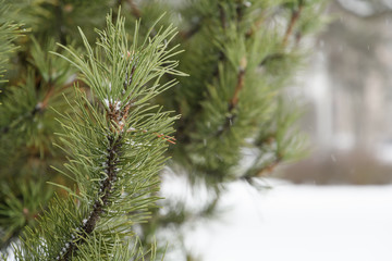A pine branch in winter is sprinkled with a small amount of snow, behind you can see another tree