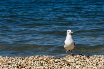 Caspian gull Larus cachinnans on the beach looks at the camera