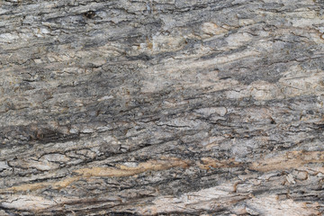 Tree bark texture background