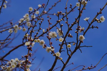 White colored ume blossom （Shiraume) and blue sky