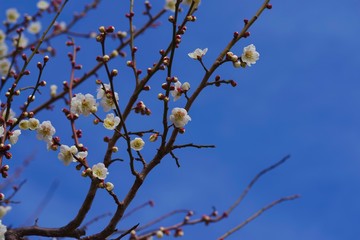 White colored ume blossom （Shiraume) and blue sky