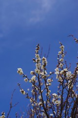 White colored ume blossom （Shiraume) and blue sky