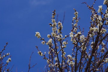 White colored ume blossom （Shiraume) and blue sky