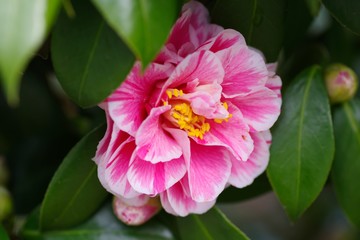 Camellia japonica (Tsubaki) : white and pink