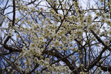 White colored ume blossom （Shiraume)