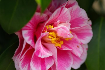Fototapeta na wymiar Camellia japonica (Tsubaki) : white and pink