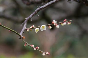 White colored ume blossom （Shiraume)