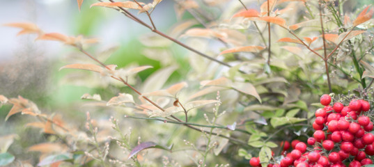 red berries on tree