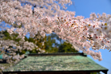 【神奈川県】横須賀市　諏訪大神社の桜